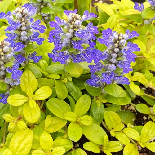 Feathered Friends™ 'Cordial Canary' Bugleweed 1 Feathered Friends™ 'Cordial Canary' Bugleweed