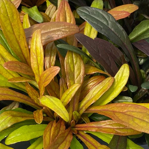 Feathered Friends™ 'Fancy Finch' Bugleweed 2 Feathered Friends™ 'Fancy Finch' Bugleweed - Image 2