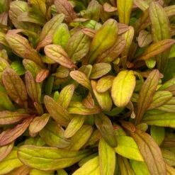 Feathered Friends™ 'Fancy Finch' Bugleweed 6 Feathered Friends™ 'Fancy Finch' Bugleweed -Florist Shop feathered friends fancy finch bugleweed 2