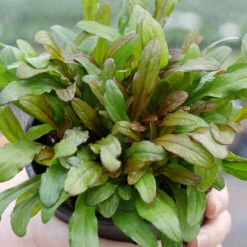 Feathered Friends™ 'Fancy Finch' Bugleweed 7 Feathered Friends™ 'Fancy Finch' Bugleweed -Florist Shop feathered friends fancy finch bugleweed 3