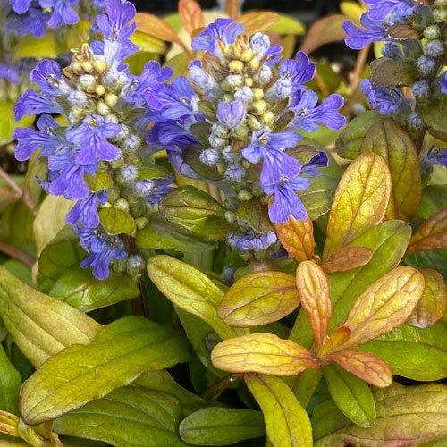 Feathered Friends™ 'Fancy Finch' Bugleweed 1 Feathered Friends™ 'Fancy Finch' Bugleweed