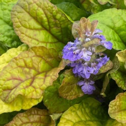 Feathered Friends™ 'Parrot Paradise' Bugleweed 5 Feathered Friends™ 'Parrot Paradise' Bugleweed -Florist Shop feathered friends parrot paradise bugleweed 3