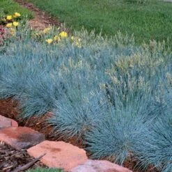 'Boulder Blue' Blue Fescue 10 'Boulder Blue' Blue Fescue -Florist Shop festuca boulder blue fescue 4 sw