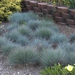 'Boulder Blue' Blue Fescue 11 'Boulder Blue' Blue Fescue -Florist Shop festuca boulder blue fescue 5 sw