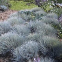'Boulder Blue' Blue Fescue 13 'Boulder Blue' Blue Fescue -Florist Shop festuca boulder blue fescue 6 sw