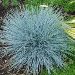 'Boulder Blue' Blue Fescue 12 'Boulder Blue' Blue Fescue -Florist Shop festuca boulder blue fescue 8 sw