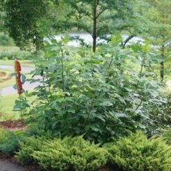 'Chicago Hardy' Fig 5 'Chicago Hardy' Fig -Florist Shop ficus chicago hardy 3 sw