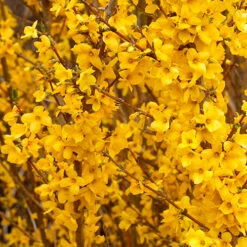 Show Off® Forsythia -Florist Shop forsythia show off 3 P