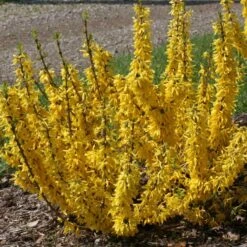 Show Off® Sugar Baby® Forsythia -Florist Shop forsythia show off sugar baby flowering forsythia 3