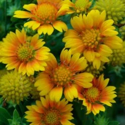 Drought Resistant+ Long Blooming Collection -Florist Shop gaillardia arizona apricot 1