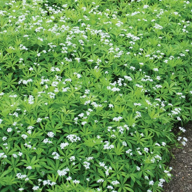Sweet Woodruff 1 Sweet Woodruff