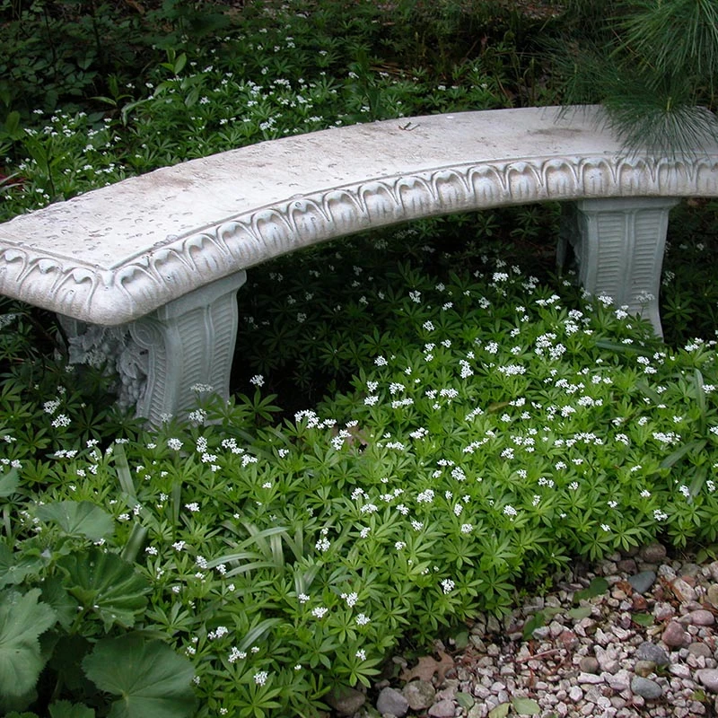 Sweet Woodruff 3 Sweet Woodruff - Image 3