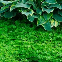 Sweet Woodruff 7 Sweet Woodruff -Florist Shop galium odoratum sweet woodruff 3