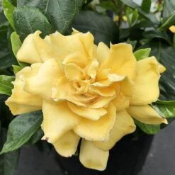 'Golden Magic' Gardenia