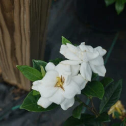 Steady As She Goes™ Gardenia 6 Steady As She Goes™ Gardenia -Florist Shop gardenia steady as she goes 2
