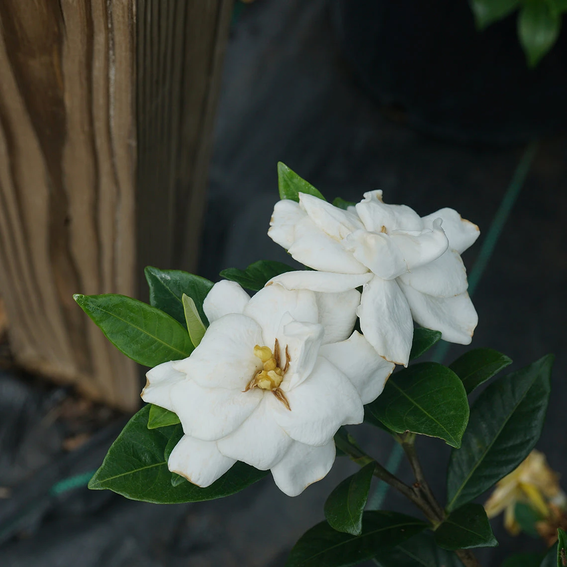 Steady As She Goes™ Gardenia 3 Steady As She Goes™ Gardenia - Image 3