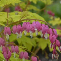 'Gold Heart' Bleeding Heart -Florist Shop gold heart bleeding heart dicentra 3