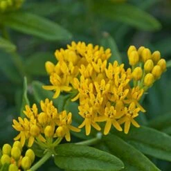 'Hello Yellow' Milkweed 6 'Hello Yellow' Milkweed -Florist Shop hello yellow milkweed 2