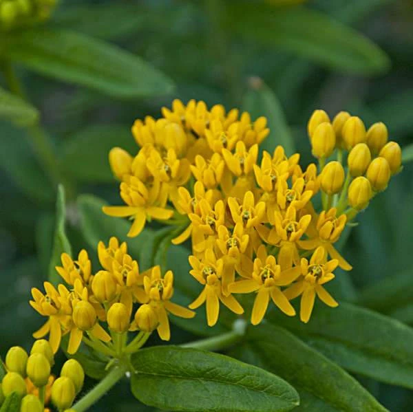 'Hello Yellow' Milkweed 3 'Hello Yellow' Milkweed - Image 3