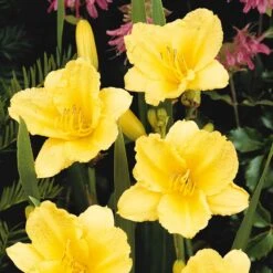 'Happy Returns' Daylily
