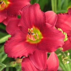 'Pardon Me' Daylily 7 'Pardon Me' Daylily -Florist Shop hemerocallis pardon me daylily 1