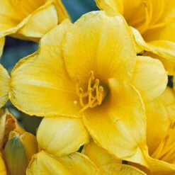 'Stella D'Oro' Daylily 6 'Stella D'Oro' Daylily -Florist Shop hemerocallis stella doro daylily 2