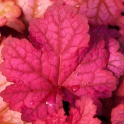 'Berry Smoothie' Coral Bells -Florist Shop heuchera berry smoothie coral bells 3 786b0487 b5ec 4562 8813 9d5b97ed6c12 sw
