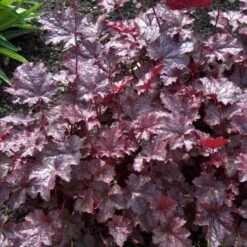 'Palace Purple' Coral Bells -Florist Shop heuchera palace purple 3 sw