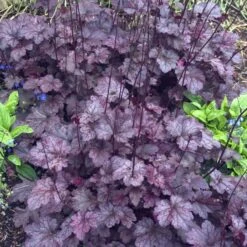 'Palace Purple' Coral Bells -Florist Shop heuchera palace purple 4 sw