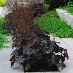 'Palace Purple' Coral Bells -Florist Shop heuchera palace purple 5 sw