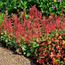 'Paris' Coral Bells -Florist Shop heuchera paris coral bells 3