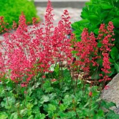 'Paris' Coral Bells -Florist Shop heuchera paris coral bells 4