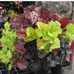 'Paris' Coral Bells -Florist Shop heuchera paris coral bells 5
