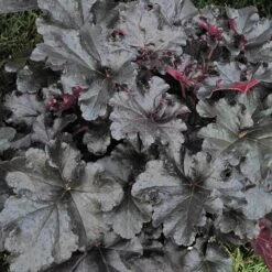 Primo® 'Black Pearl' Coral Bells