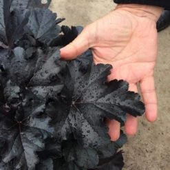 Primo® 'Black Pearl' Coral Bells 9 Primo® 'Black Pearl' Coral Bells -Florist Shop heuchera primo black pearl coral bells 3