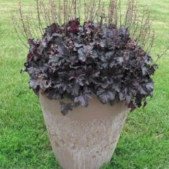 Primo® 'Black Pearl' Coral Bells 10 Primo® 'Black Pearl' Coral Bells -Florist Shop heuchera primo black pearl coral bells 4