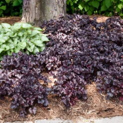Primo® 'Black Pearl' Coral Bells 11 Primo® 'Black Pearl' Coral Bells -Florist Shop heuchera primo black pearl coral bells 5