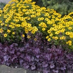 Primo® 'Wild Rose' Coral Bells 8 Primo® 'Wild Rose' Coral Bells -Florist Shop heuchera wild rose 6