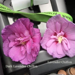 Dark Lavender Chiffon® Rose Of Sharon 6 Dark Lavender Chiffon® Rose Of Sharon -Florist Shop hibiscus dark lavender chiffon 1