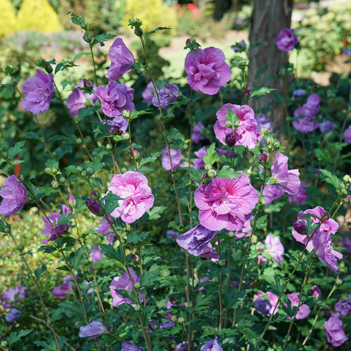 Dark Lavender Chiffon® Rose Of Sharon 2 Dark Lavender Chiffon® Rose Of Sharon - Image 2