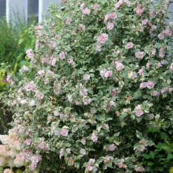 Sugar Tip® Rose Of Sharon