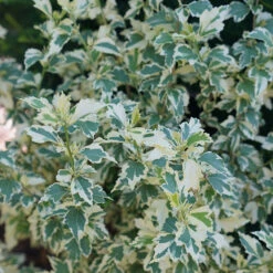 Sugar Tip® Rose Of Sharon -Florist Shop hibiscus sugar tip 4