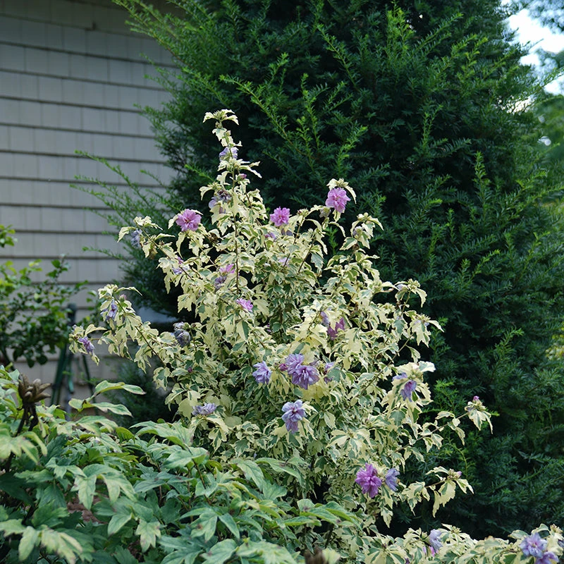Sugar Tip® Gold Rose Of Sharon 1 Sugar Tip® Gold Rose Of Sharon
