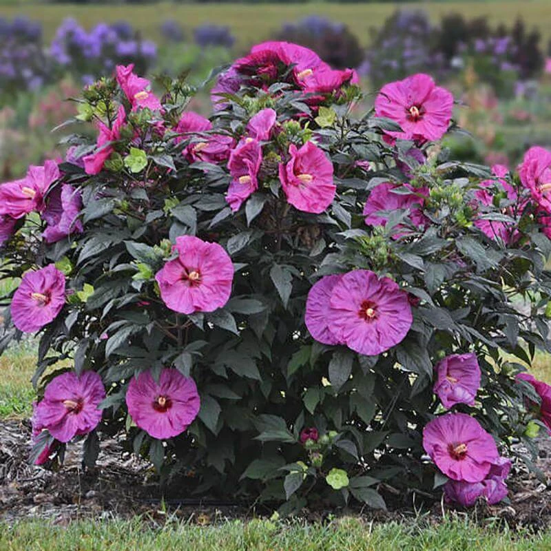 Summerific® 'Berry Awesome' Perennial Hibiscus 2 Summerific® 'Berry Awesome' Perennial Hibiscus - Image 2