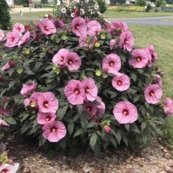 Summerific® 'Berry Awesome' Perennial Hibiscus 8 Summerific® 'Berry Awesome' Perennial Hibiscus -Florist Shop hibiscus summerific berry awesome 4 sw