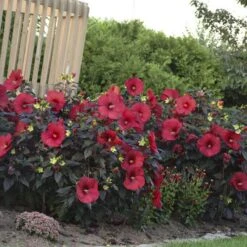 Summerific® 'Holy Grail' Perennial Hibiscus -Florist Shop hibiscus summerific holy grail 4 sw