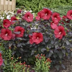 Summerific® 'Holy Grail' Perennial Hibiscus -Florist Shop hibiscus summerific holy grail 5 sw