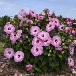 Summerific® 'Spinderella' Perennial Hibiscus 7 Summerific® 'Spinderella' Perennial Hibiscus -Florist Shop hibiscus summerific spinderella 1 sw