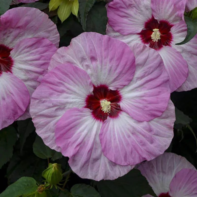 Summerific® 'Spinderella' Perennial Hibiscus 1 Summerific® 'Spinderella' Perennial Hibiscus