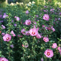 Ruffled Satin® Rose Of Sharon -Florist Shop hibsicus ruffled satin 3